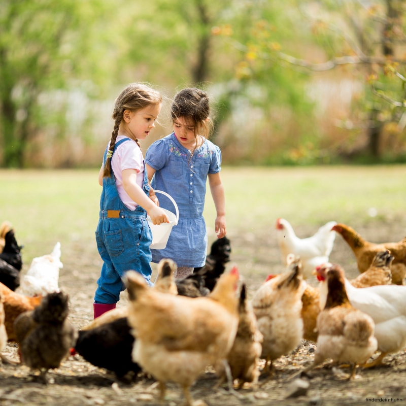 Kind streichelt ein freilaufendes Huhn auf dem Hof in Balzenbach